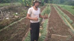 Ketekunan H. Rudi Haryanto: Mimpi Menjadikan Tigaraksa Sentra Bawang Merah