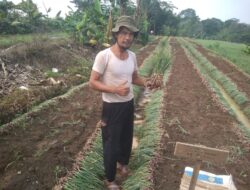 Ketekunan H. Rudi Haryanto: Mimpi Menjadikan Tigaraksa Sentra Bawang Merah